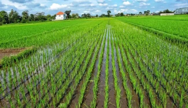 किसान सीधे धान की बुआई से बचाएं पानी, पैसा और समय
