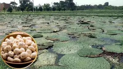 UP के इस जिले में पहली बार होने जा रही मखाने की खेती, मिलेगा 50% अनुदान