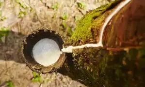 भारत में प्राकृतिक रबर की भारी कमी, कीमतें आसमान छू रही
