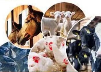 Budget 2024 : कैबिनेट ने पशुपालन अवसंरचना विकास कोष के विस्तार को मंजूरी दी