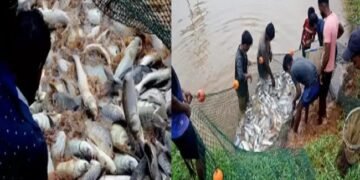 जलीय कृषि स्थिरता पर कर रहा है केन्द्रीय तटीय कृषि अनुसन्धान संस्थान