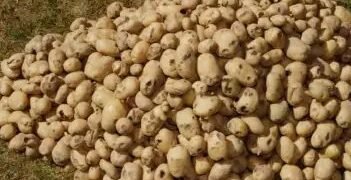 आलू के दामों में आ सकता है उछाल, कम पैदावार बन रहा संकट