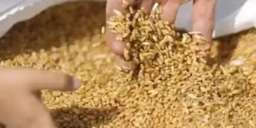 FCI की गेंहू ब्रिकी में आई कमी, खुले बाजार में गिर सकता है भाव