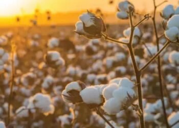 MSP पर कपास की खरीद पूरी, 1 करोड़ के साथ तेलंगाना नंबर 1 पर..