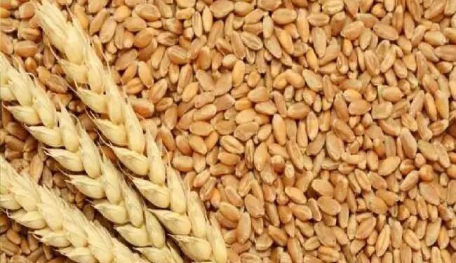 केंद्र सरकार ने 31 मार्च, 2025 तक के लिए गेहूं की स्टॉक सीमा लागू की