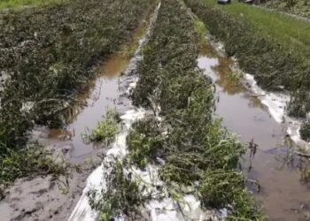 बदलते मौसम से खराब हुई यूपी में आलू-सरसों की फसल, किसानों को भारी नुकसान!