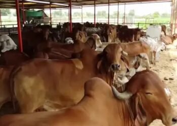 इस राज्य की सरकार ने देसी गाय खरीदने पर बढ़ाई सब्सिडी, जानें क्या है खास?