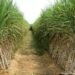 Sugarcane Farming in Uttar Pradesh: गन्ने की खेती मीठे मुनाफे और औद्योगिक विकास की रीढ़