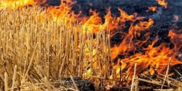 रात के अंधेरों में हो रहा पराली जलाने का काम! सैटेलाइट को ऐसे धोखा दे रहे किसान