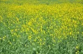 खाद्य तेलों में आत्मनिर्भरता की तलाश में चुनौतियाँ