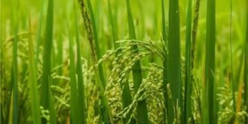 IARI ने इमेजेथापायर सहनशील बासमती चावल की किस्मों की बिक्री शुरू की