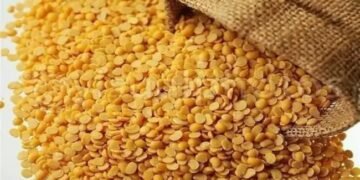 फुल प्रोफिट साबित होती है इस दाल की खेती, 5 साल में होगा 10 गुना मुनाफा