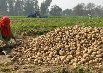 आगरा बनेगा आलू अनुसंधान का वैश्विक केंद्र, यूपी किसानों की आय बढ़ाने की तैयारी
