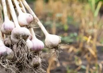 राजस्थान के धनिया उत्पादन में आई कमी, लहसुन का रकबा बढ़ा, जानें क्या है वजह?