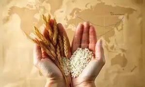 कृषि क्षेत्र में 4 प्रतिशत वृद्धि की उम्मीद के साथ खाद्यान्न उत्पादन 2025 में नए शिखर पर पहुंचने वाला है
