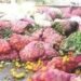 Post Harvest नुकसान को कम करने के लिए सरकार की बड़ी पहल, इन योजनाओं से किसानों को मिलेगा लाभ