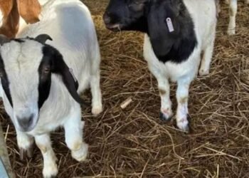 बकरी पालन कर कमाएं लाखों, कम लागत में होगा अधिक मुनाफा!