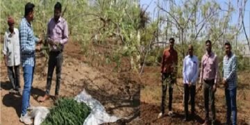सहजन की खेती, गुजरात का एक उदाहरण, जिसने एक गरीब किसान को करोड़पति बना दिया