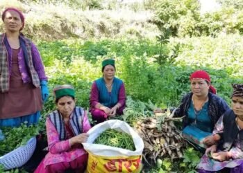 फसल विविधिकरण के लिए हिमाचल सरकार का बेहतरीन प्लान, खर्च होंगे 154 करोड़