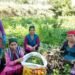 फसल विविधिकरण के लिए हिमाचल सरकार का बेहतरीन प्लान, खर्च होंगे 154 करोड़