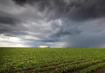 मध्य प्रदेश में आईएमडी का अलर्ट, भारी बारिश को लेकर दी फसल एडवाइजरी