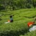 चाय बोर्ड युवाओं को कौशल प्रदान करने के लिए चाय चखने के प्रमाणन पाठ्यक्रम पर विचार कर रहा