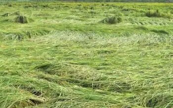 हरियाणा के करनाल में मौसम में खराबी से फसल को हुआ नुकसान, जमीन पर गिरी खड़ी फसलें!