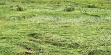 हरियाणा के करनाल में मौसम में खराबी से फसल को हुआ नुकसान, जमीन पर गिरी खड़ी फसलें!