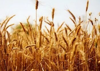 मध्य प्रदेश में गेहूं की बंपर खरीदी, सरकारी ने जारी किए आंकड़े!