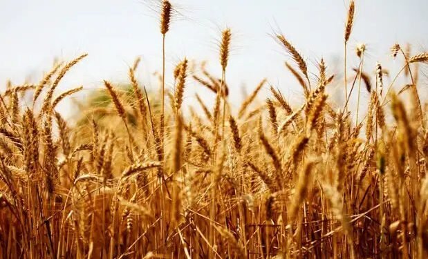 मध्य प्रदेश में गेहूं की बंपर खरीदी, सरकारी ने जारी किए आंकड़े!