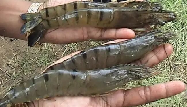 फिर डिमांड में आया  समुंदर का ‘ब्लैक टाइगर’!  बाजार दामों में 25 प्रतिशत की बढ़ोतरी