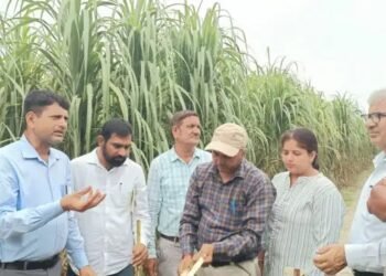 हरियाणा में गन्ने की फसल में आ रही समस्या, कृषि वैज्ञानिकों ने किया निरीक्षण