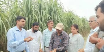 हरियाणा में गन्ने की फसल में आ रही समस्या, कृषि वैज्ञानिकों ने किया निरीक्षण