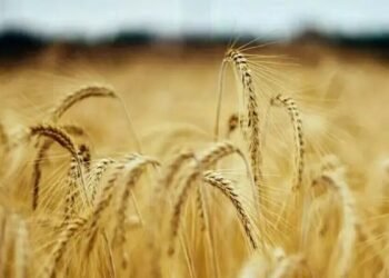 गेहूं के दामों में भारी उछाल, किसानों की बल्ले-बल्ले, जानें क्या हैं मंडी भाव?