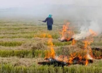 Haryana: पराली जलाने वाले 418 किसानों पर एक्शन, रेड एंट्री दर्ज, 192 के खिलाफ FIR