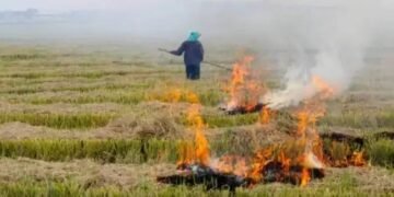 Haryana: पराली जलाने वाले 418 किसानों पर एक्शन, रेड एंट्री दर्ज, 192 के खिलाफ FIR