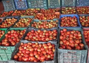 हिमाचल में टूटे सारे रिकॉर्ड, टमाटर का हुआ 10 करोड़ से अधिक का कारोबार