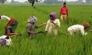 महाराष्ट्र किसानों को मिली सौगात, बैंक खातों में पहुंचे 5000 प्रति हेक्टेयर