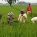 महाराष्ट्र किसानों को मिली सौगात, बैंक खातों में पहुंचे 5000 प्रति हेक्टेयर
