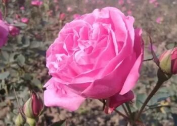 गुलाब की इस किस्म से करें दमदार कमाई, जानें कैसे होती है इसकी खेती