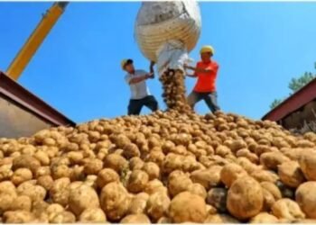 आलू पर पड़ी मौसम की मार, बारिश न होने के कारण, दामों में दर्ज की गई गिरावट