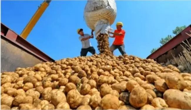 आलू पर पड़ी मौसम की मार, बारिश न होने के कारण, दामों में दर्ज की गई गिरावट