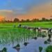 सरकार चावल निर्यात पर प्रतिबंध हटाने पर विचार कर रही है
