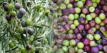 जैतून की खेती से कमाएं लाखों, जानें क्या हैं इसके लाभ और तकनीक