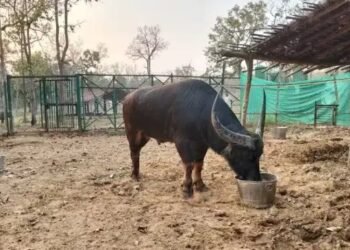 इन दो भैंसों के लिए पास हुआ अब तक का सबसे बड़ा बजट, 40 लाख का खा जातें हैं चारा