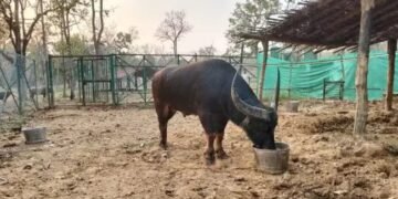 इन दो भैंसों के लिए पास हुआ अब तक का सबसे बड़ा बजट, 40 लाख का खा जातें हैं चारा