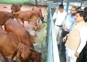 MP:  गाय पालन पर सब्सिडी, पशुपालन पर बोनस, सीएम मोहन योदव का बड़ा ऐलान