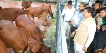MP:  गाय पालन पर सब्सिडी, पशुपालन पर बोनस, सीएम मोहन योदव का बड़ा ऐलान