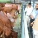 MP:  गाय पालन पर सब्सिडी, पशुपालन पर बोनस, सीएम मोहन योदव का बड़ा ऐलान
