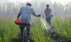 2023-24 में खाद्यान्न उत्पादन पिछले वर्ष की तुलना में अधिक: अंतिम अनुमान